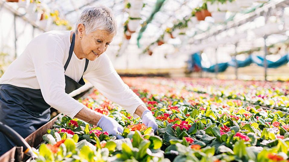 An older employee at a greenhouse.