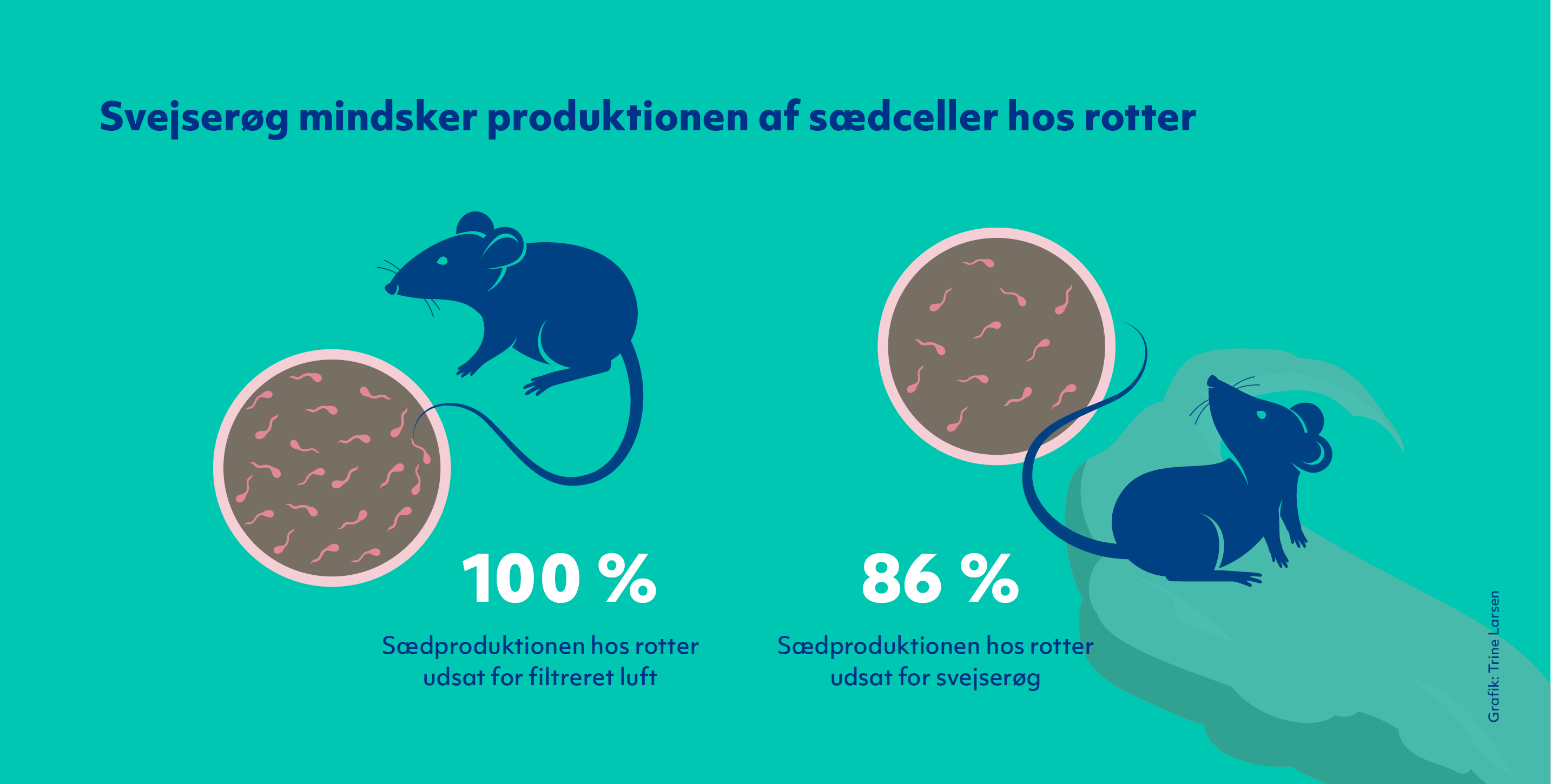Grafik der viser, at sædproduktionen var 14 procent lavere hos rotter, der blev udsat for svejserøg i tre timer, fire dage om ugen i fem uger, sammenlignet med rotter, som indåndede ren, filtreret luft.