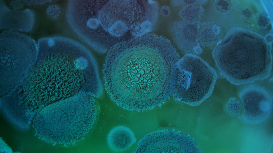 Forskere kortlægger resistente svampe