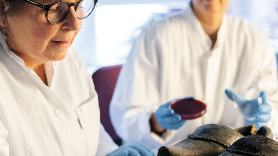 Forskere kigger efter skadelige svampe i kulturgenstande