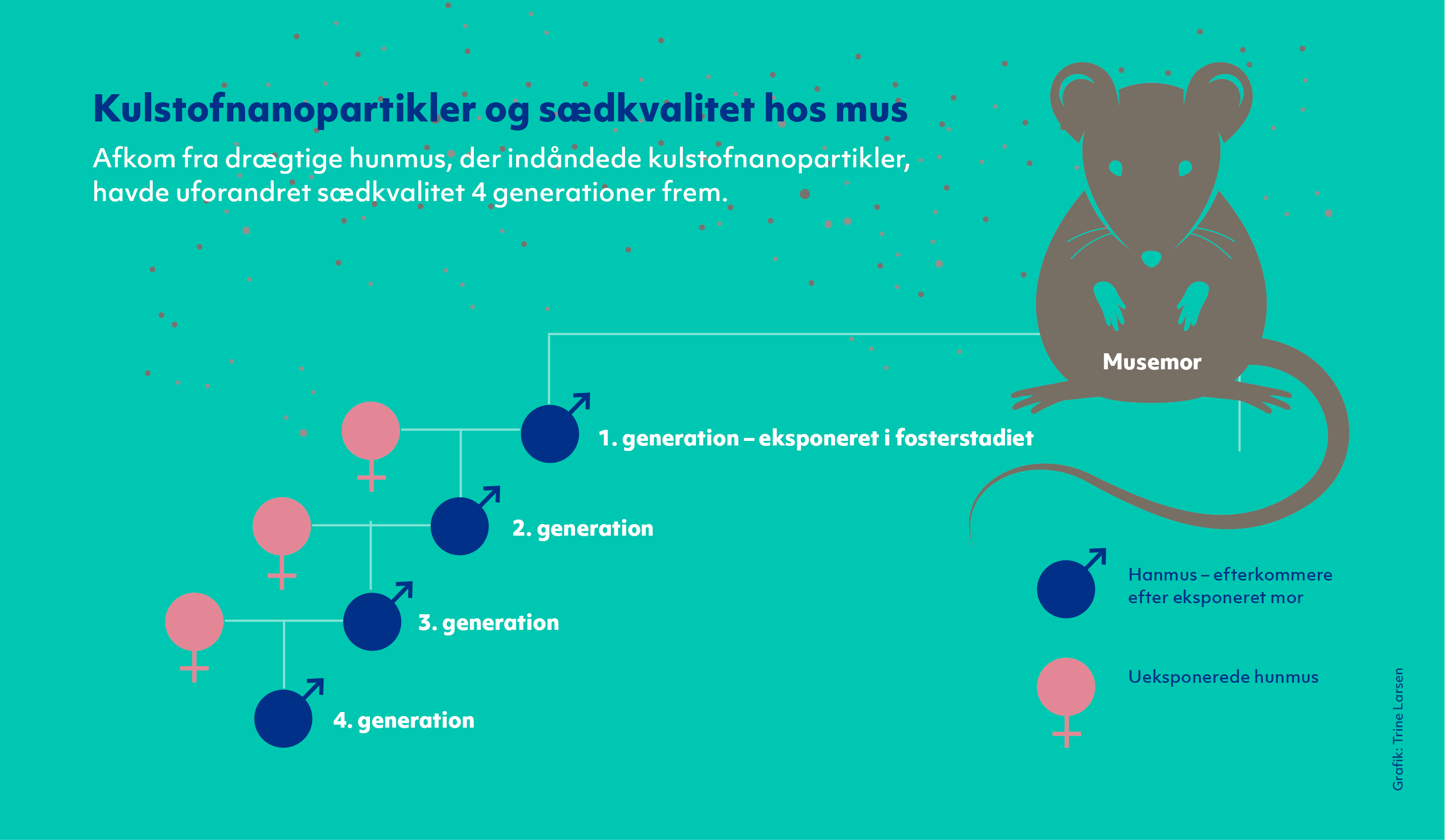 Grafik der illustrerer, at afkom fra drægtige mus, der indåndede kulstofnanopartikler, havde uforandret sædkvalitet 4 generationer frem. 